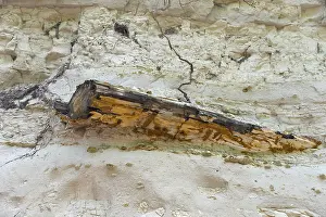A fossilised piece of wood protruding from a stone wall