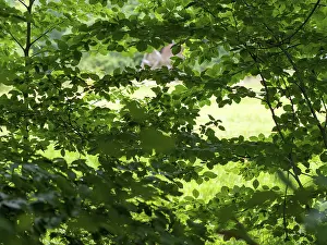 Founder deciduous forest, trees and dense canopy