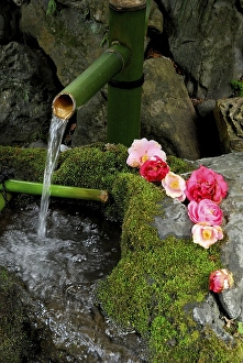 Fountain with mossy stones and camellia flowers
