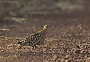 Four-banded Sandgrouse (Pterocles quadricinctus)