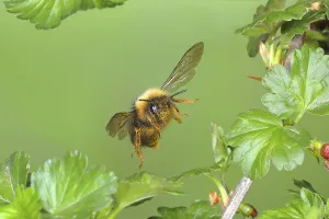 Four-coloured cuckoo bee (Bombus sylvestris)