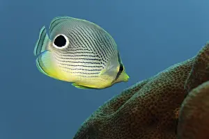Four-eyed Butterflyfish (Chaetodon capistratus)