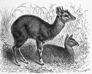 Four-horned antelope (Tetracerus quadricornis)