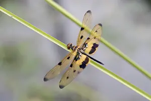 Four-spot dragonfly (Libellula quadrimaculata)
