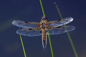 Four-spotted Chaser or Libellula