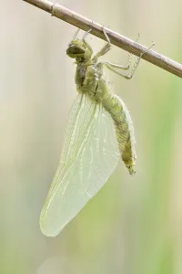 Four-spotted chaser (Libellula quadrimaculata)
