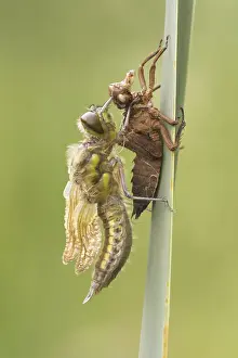 Four-spotted Chaser (Libellula quadrimaculata) adult