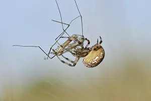 Four-spotted cross spider (Araneus quadratus)