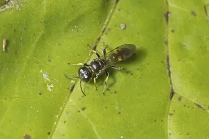 Four-spotted Digger Wasp (Crossocerus quadrimaculatus) adult
