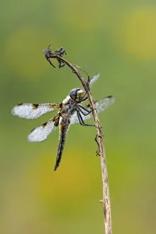 Four-spotted dragonfly (Libellula quadrimaculata)