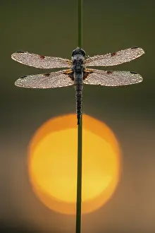 Four-spotted dragonfly (Libellula quadrimaculata) in the morning dew in the moor