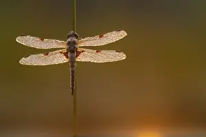 Four-spotted dragonfly (Libellula quadrimaculata) in the morning dew in the moor