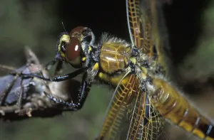 Four-Spotted Skimmer Libellula quadrimaculata