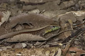 Four-striped Ameiva (Ameiva quadrilineata)