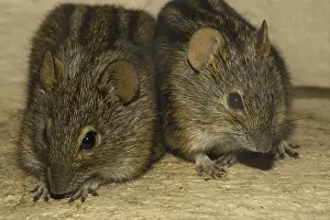 Four-striped Grass Mouse (Rhabdomys pumilio)