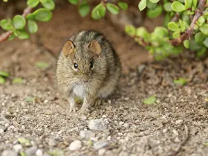 Four-striped grass mouse (Rhabdomys pumilio)