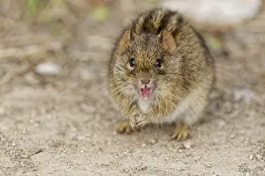 Four-striped grass mouse (Rhabdomys pumilio)