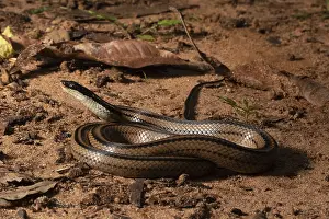 Four-striped snake (Dromicodryas quadrilineatus)
