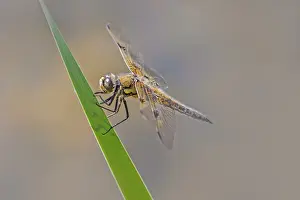 Fourspot Libellula quadrimaculata'<br> Fourspot Libellula quadrimaculata