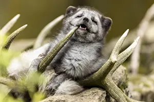 A fox bites humorously into an antler and shows a playful attitude