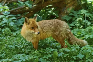 Category Wildlife DE Prints: Fox in the countryside, attentively observing its surroundings