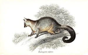 Fox cusus, Phalangista vulpina, syn