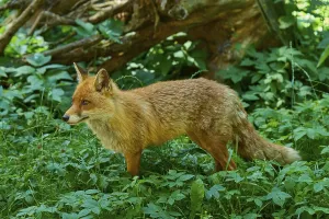 Category Wildlife DE Prints: Fox in the green, standing attentively on the forest floor