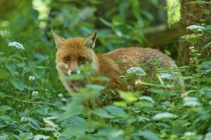 A fox half-hiding behind plants in the dense forest floor