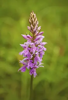 Fox herb Dactylorhiza fuchsii'<br> Fox herb Dactylorhiza fuchsii
