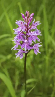 Fox herb Dactylorhiza fuchsii'<br> Fox herb Dactylorhiza fuchsii