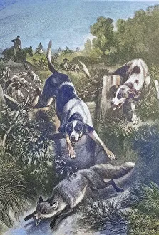 Fox Hunt with Hounds, Historic