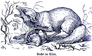 Fox in iron, trap, Hubertus hunting and hunting scenes