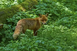 A fox looking over its shoulder in a green section of forest