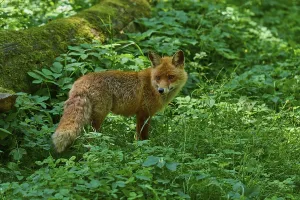 Category Wildlife DE Prints: A fox in a lush green forest next to a fallen tree trunk