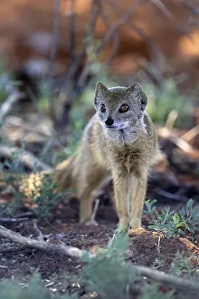 Fox mongoose (Cynictis penicillata)