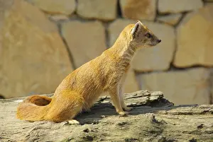 Fox Mongoose, Yellow Mongoose