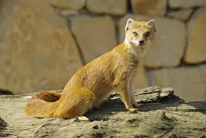 Fox Mongoose, Yellow Mongoose