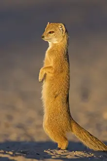 Fox Mongoose, Yellow Mongoose, Cynictis penicillata