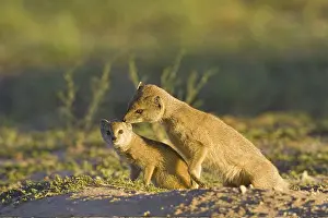Fox mongoose with young, (Cynictis penicillata) Kalahari