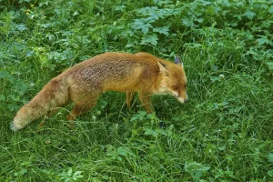 A fox moves cautiously across a lush green meadow