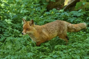 A fox moves through dense, green forest foliage
