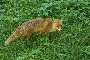 A fox moves in a meadow in the forest and looks ahead