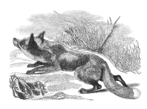 The Fox. Old Engraving from The Penny Magazine