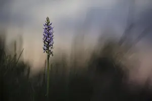 Fox orchid, single flowering plant