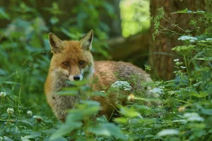 Category Wildlife DE Prints: A fox peers out of the dense greenery