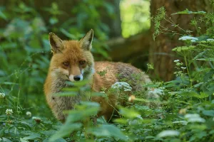 Category Wildlife DE Prints: A fox peers intently out of the dense undergrowth of the forest