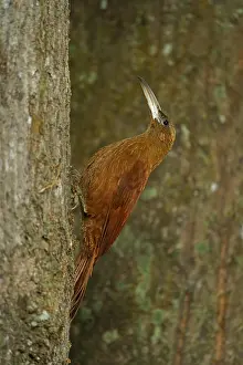 Fox red treecreeper (Xiphocolaptes major)