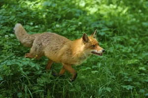 A fox runs through the green landscape of the forest