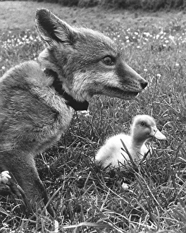 Fox with small duck, England, Great Britain