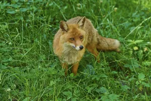 Category Wildlife DE Prints: A fox standing in the tall grass of a green forest environment